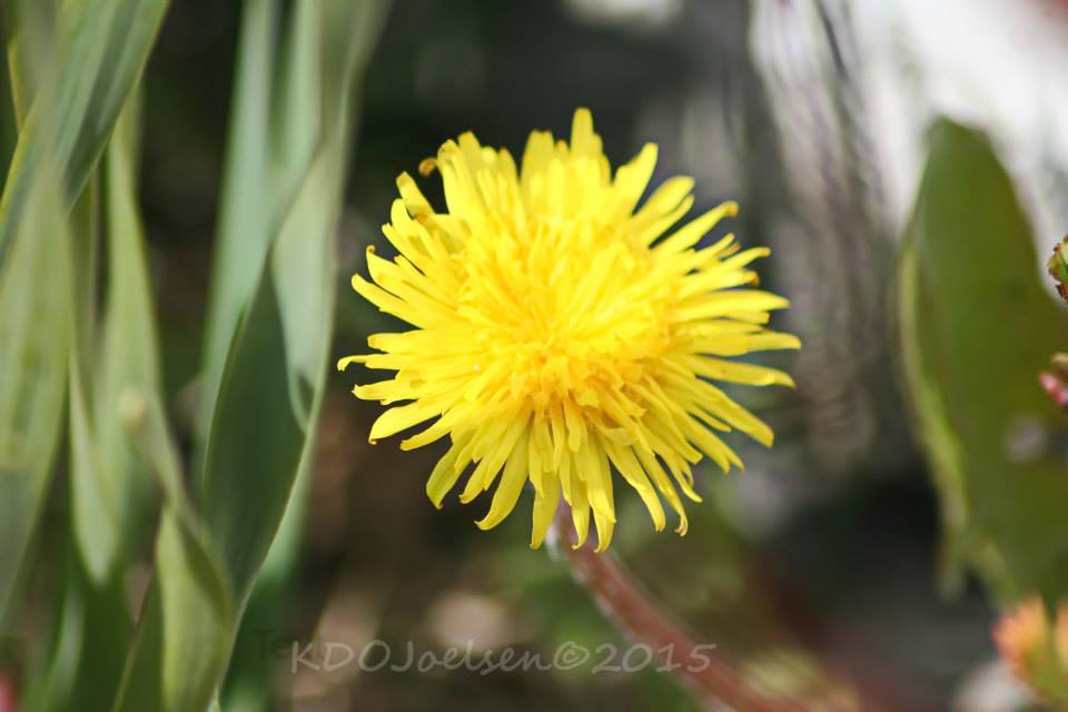 Dandelion