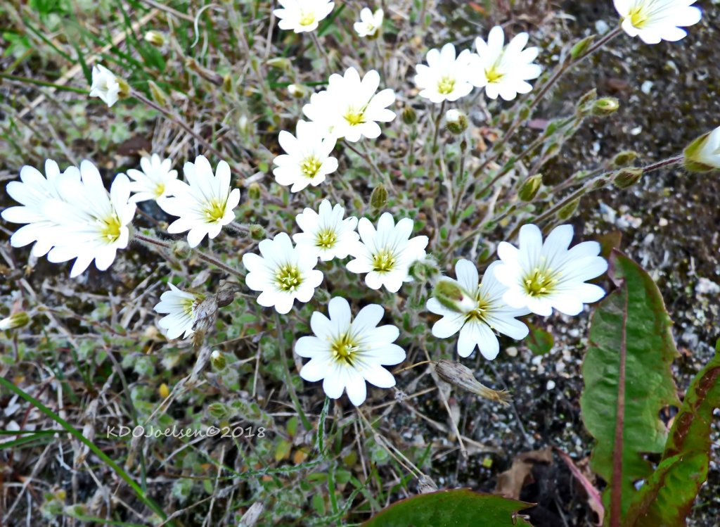 flowers of Greenland