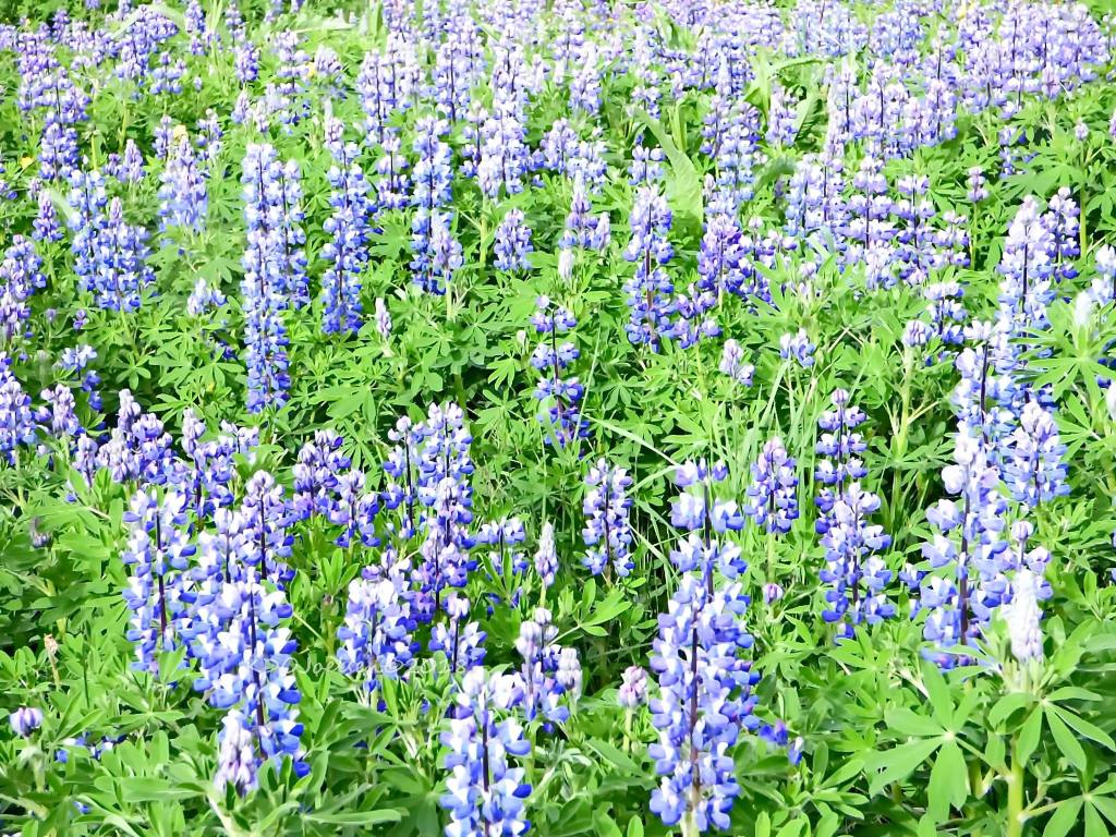 Lupines