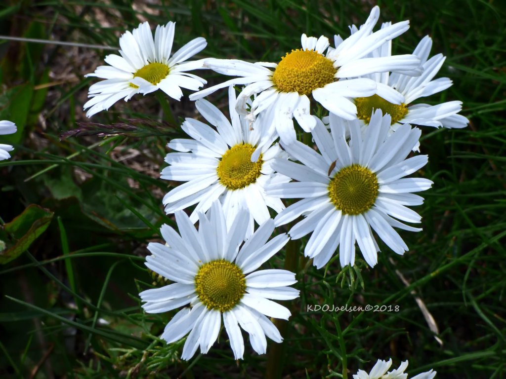 Daisies