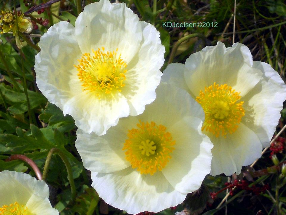 Arctic Poppy